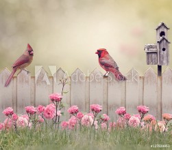 Afbeeldingen van Northern Cardinal Male and Female